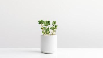 Photo of White Clover flower in pot isolated on white background. Generative AI