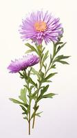 Photo of beautiful Aster flower isolated on white background. Generative AI