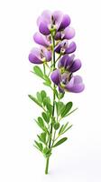 Photo of beautiful Baptisia flower isolated on white background. Generative AI