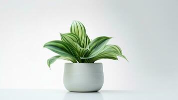 Photo of Hosta flower in pot isolated on white background. Generative AI