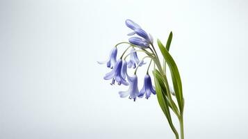 Photo of beautiful Bluebell flower isolated on white background. Generative AI