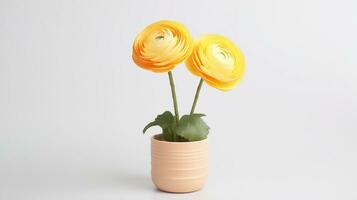 Photo of Ranunculus flower in pot isolated on white background. Generative AI