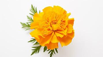 Photo of beautiful Marigold flower isolated on white background. Generative AI