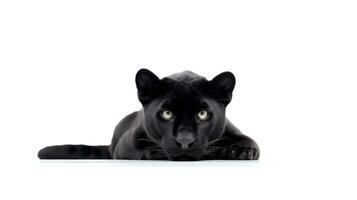 Photo of a panther on white background. generative ai