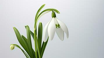 Photo of beautiful Snowdrop flower isolated on white background. Generative AI