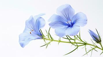 Photo of beautiful Flax flower isolated on white background. Generative AI