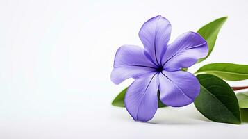 Photo of beautiful Periwinkle flower isolated on white background. Generative AI