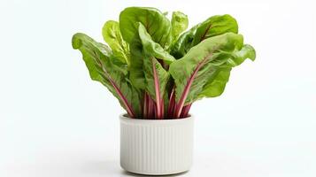 Photo of Swiss Chard flower in pot isolated on white background. Generative AI