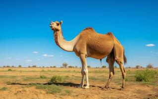 foto de un camello en el tierras de cultivo generativo ai