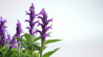 Photo of beautiful Salvia flower isolated on white background. Generative AI