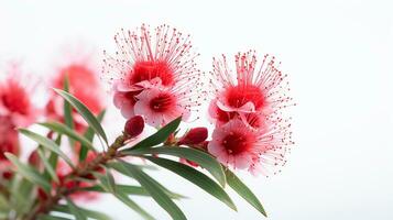 Photo of beautiful Bottlebrush flower isolated on white background. Generative AI