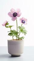 Photo of Anemone flower in pot isolated on white background. Generative AI