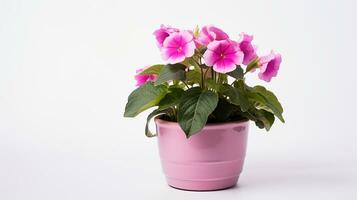 Photo of Gloxinia flower in pot isolated on white background. Generative AI