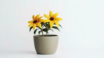 Photo of Rudbeckia flower in pot isolated on white background. Generative AI