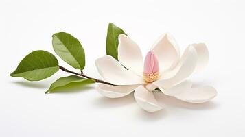 Photo of beautiful Magnolia flower isolated on white background. Generative AI