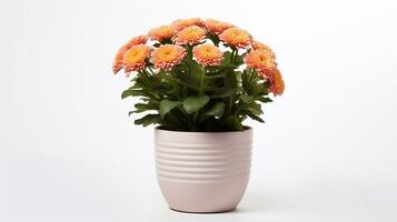 Photo of Mums flower in pot isolated on white background. Generative AI
