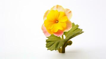 Photo of beautiful Primrose flower isolated on white background. Generative AI