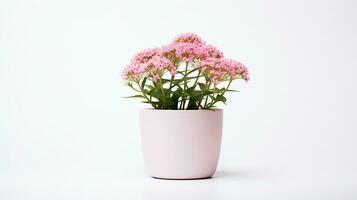 Photo of Valerian flower in pot isolated on white background. Generative AI