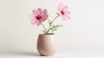 Photo of Cosmos flower in pot isolated on white background. Generative AI