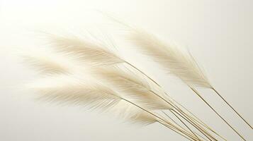 Photo of beautiful Feather Reed Grass flower isolated on white background. Generative AI