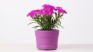 Photo of Sweet William flower in pot isolated on white background. Generative AI