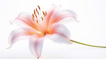 Photo of beautiful Fairy Lily flower isolated on white background. Generative AI