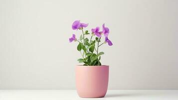 Photo of Sweet Pea flower in pot isolated on white background. Generative AI