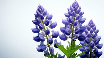 Photo of beautiful Lupine flower isolated on white background. Generative AI