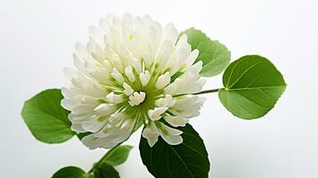 Photo of beautiful White Clover flower isolated on white background. Generative AI