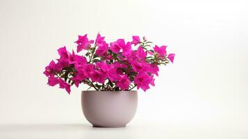 Photo of Bougainvillea flower in pot isolated on white background. Generative AI