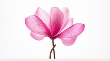 Photo of beautiful Cyclamen flower isolated on white background. Generative AI