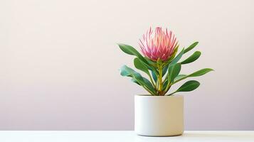 Photo of Protea flower in pot isolated on white background. Generative AI