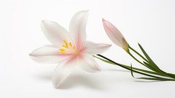 foto de hermosa Zephyranthes flor aislado en blanco antecedentes. generativo ai