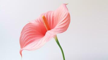 Photo of beautiful Flamingo flower isolated on white background. Generative AI