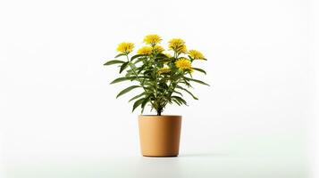 Photo of Bishops Weed flower in pot isolated on white background. Generative AI
