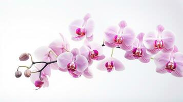 Photo of beautiful Orchid flower isolated on white background. Generative AI