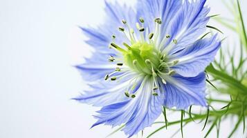 Photo of beautiful Love-in-a-Mist flower isolated on white background. Generative AI