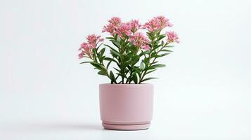 Photo of Valerian flower in pot isolated on white background. Generative AI