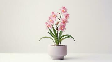 Photo of Cymbidium Orchid flower in pot isolated on white background. Generative AI