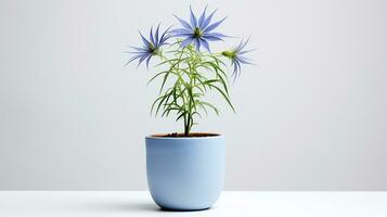 Photo of Love-in-a-Mist flower in pot isolated on white background. Generative AI