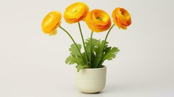 Photo of Ranunculus flower in pot isolated on white background. Generative AI