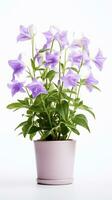 Photo of Bellflower in flower in pot isolated on white background. Generative AI