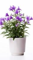 Photo of Bellflower in flower in pot isolated on white background. Generative AI