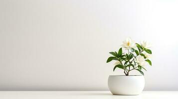 Photo of Jasmine flower in pot isolated on white background. Generative AI