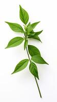 Photo of beautiful Balsam flower isolated on white background. Generative AI