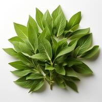 Photo of Green sage isolated on white background. generative ai