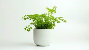 Photo of Maidenhair Fern flower in pot isolated on white background. Generative AI