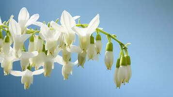 Photo of beautiful Dutchman's Breeches flower isolated on white background. Generative AI