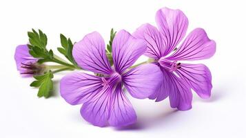 Photo of beautiful Cranesbill flower isolated on white background. Generative AI