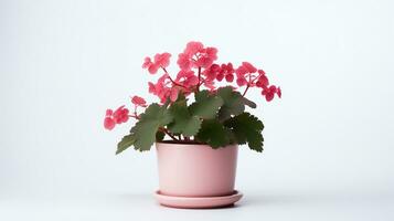 Photo of Coral Bells flower in pot isolated on white background. Generative AI